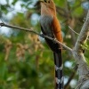 Kukacka veverci - Piaya cayana - Common Squirrel-cuckoo o3902
